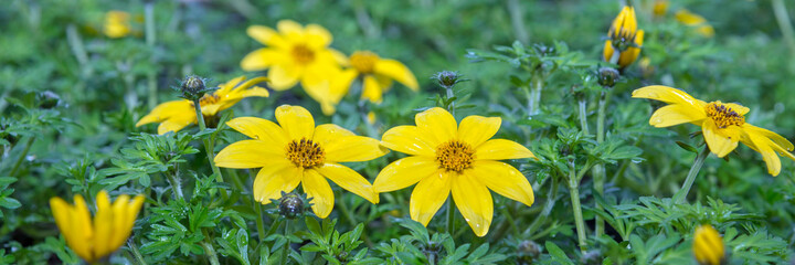 Young flower seedlings. Flowering sprouts. Growing in a greenhouse. Selective focus. Close up.