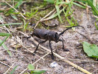 Barbel beetle (woodcutter) sitting on the ground among the grass. Close-up