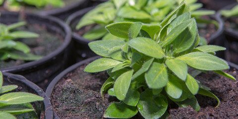 Young flower seedlings. Growing in a greenhouse. Selective focus. Close up.
