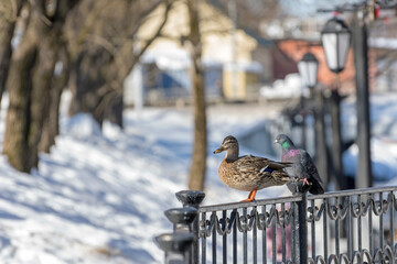 A wild duck next to a pigeon on a wrought-iron fence in a snow-covered city park.