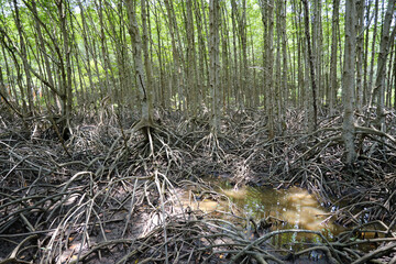 Mangrove trees in mangrove forests at Can Gio, Ho Chi Minh city, Vietnam, one of the UNESCO World Network of Biosphere Reserves