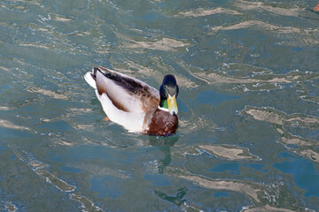 Photo of a wild duck floating in the water. Close up.