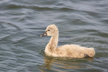 Schwarzer Schwan oder Trauerschwan / Black Swan / Cygnus atratus.