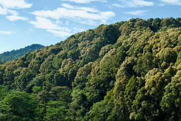Fototapeta na wymiar jungle in rainforest at asian tropics