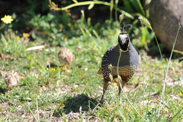 Schopfwachtel / California quail or California valley quail / Callipepla californica