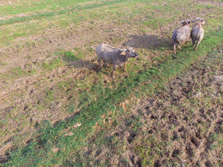 Group of baffalo in paddy rice plantation aerial view