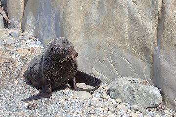 Neuseeländischer Seebär / New Zealand fur seal / Arctocephalus forsteri