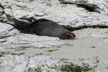 Neuseeländischer Seebär / New Zealand fur seal / Arctocephalus forsteri