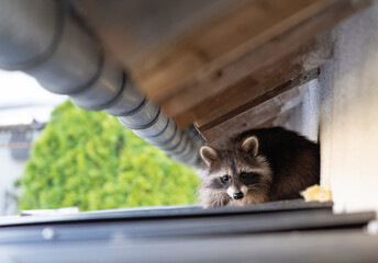 Frightened raccoon sits on a shed roof in broad daylight - obrazy, fototapety, plakaty