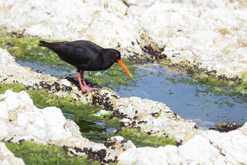 Neuseeländischer Austernfischer / Variable oystercatcher / Haematopus unicolor