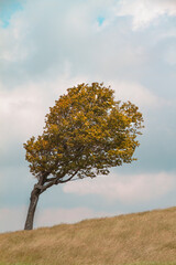 Tree Blowing in the Wind