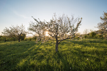 Landscape in the evening on a beautiful sunny day in southwest Germany.
