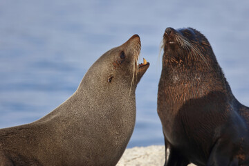 Neuseeländischer Seebär / New Zealand fur seal / Arctocephalus forsteri...