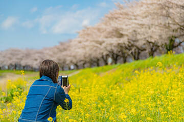 桜と菜の花の中でスマホ撮影