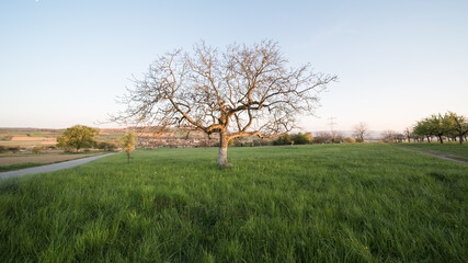 Landscape in the evening on a beautiful sunny day in southwest Germany.