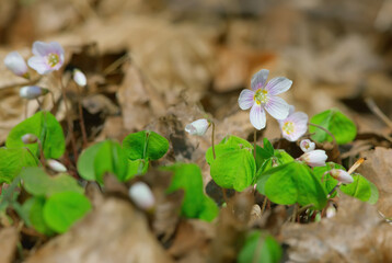 Flowering plant Oxalis. Delicate, white-pink flowers on a background of green leaves.
