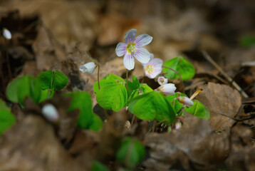 Flowering plant Oxalis. Delicate, white-pink flowers on a background of green leaves.