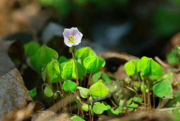 Flowering plant Oxalis. Delicate, white-pink flowers on a background of green leaves.