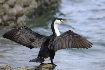 Elsterscharbe / Australian pied cormorant / Phalacrocorax varius