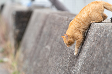 塀から降りる猫　茶トラ猫