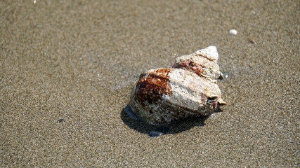 波が打ち寄せる砂浜に落ちている巻き貝の貝殻