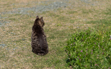 座る猫の後ろ姿