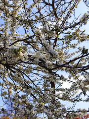 branches of a cherry tree against the blue sky
