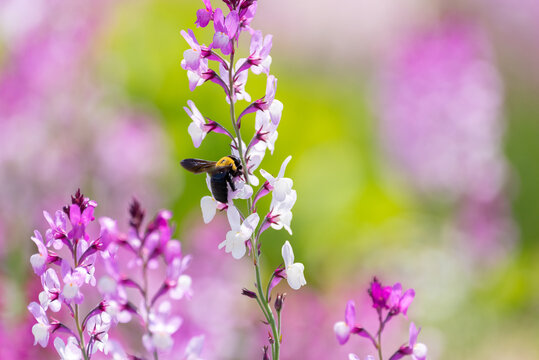 花によるハチ