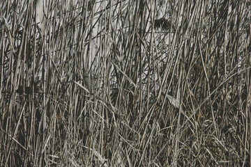 Dry Reed Background. Toned , close up