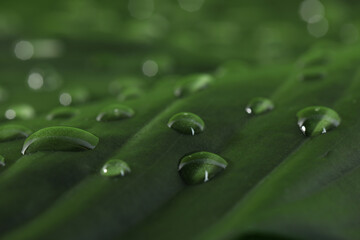 Green leaf with dew drops as background, closeup