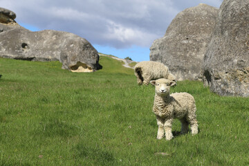 Romneyschaf / Romney sheep / Ovis