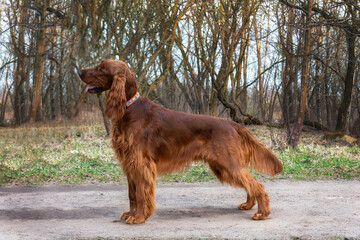 Beautiful Hunting young dog Irish setter in spring standing in forest