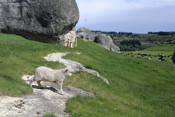 Fototapeta premium Romneyschaf / Romney sheep / Ovis.