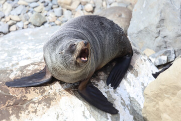 Neuseeländischer Seebär / New Zealand fur seal / Arctocephalus forsteri