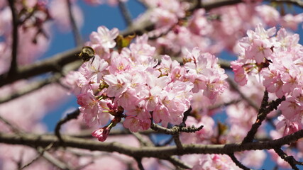 tree blossom