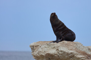 Neuseeländischer Seebär / New Zealand fur seal / Arctocephalus forsteri
