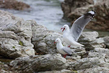 Rotschnabelmöwe / Red-billed gull / Larus scopulinus.