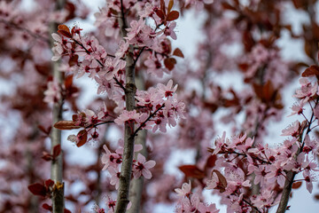 blood plum blossom detail prunus cerasifera 'nigra' 