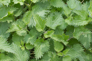 top view of nettle plants in backyard for botanical properties