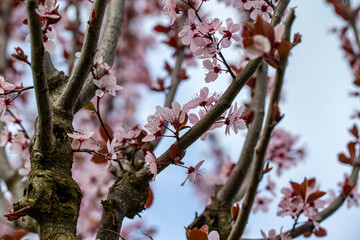 blood plum blossom detail prunus cerasifera 'nigra' 