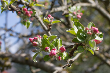 apple blossoming tree flowering on old branches for natural gardening