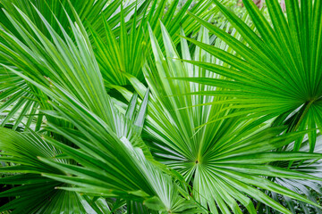 Obraz na płótnie Canvas Abstract of tropical palm foliage,.