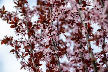 blood plum blossom detail prunus cerasifera 'nigra' 
