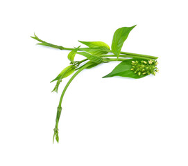 Gymnema inodorum leaf or Gurmar leaf with flowers isolated on white background, tropical herb, Drug treatment for diabetes.Gymnema inodorum (Lour.) Decne.