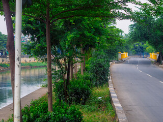 view of the trees on the side of the road as a city park