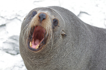 Neuseeländischer Seebär / New Zealand fur seal / Arctocephalus forsteri..