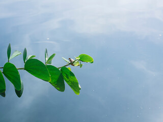 beautiful green leaves above the serene lake