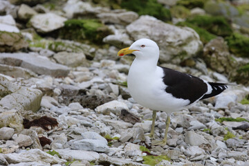 Fototapeta premium Dominikanermöwe / Southern black-backed gull / Larus dominicanus