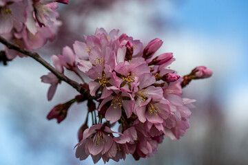 mountain cherry blossom detail prunus sargentii