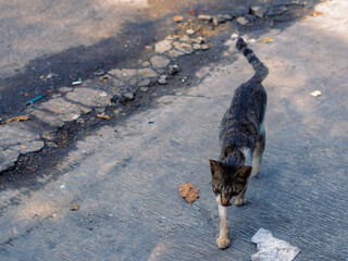 a cat walking on the side of the road
